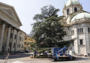 Como trasnennamento del cedro del Llibano di piazza Verdi per essere sradicato e trasferito in altra sede